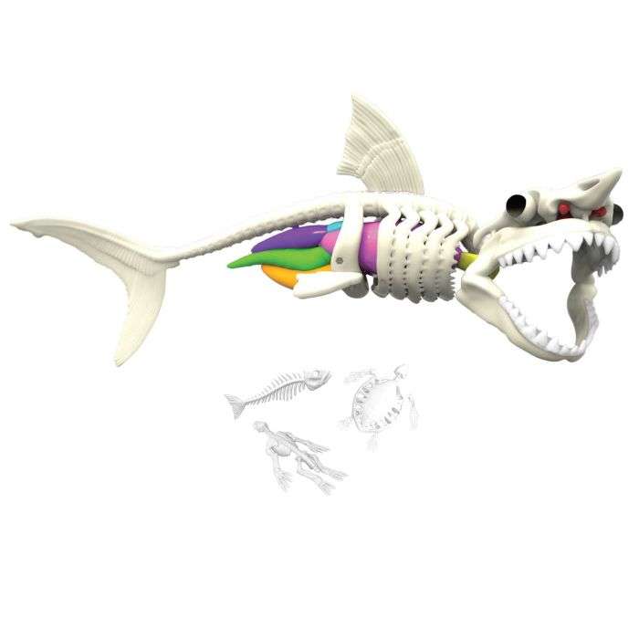 Dissect It Shark Kit