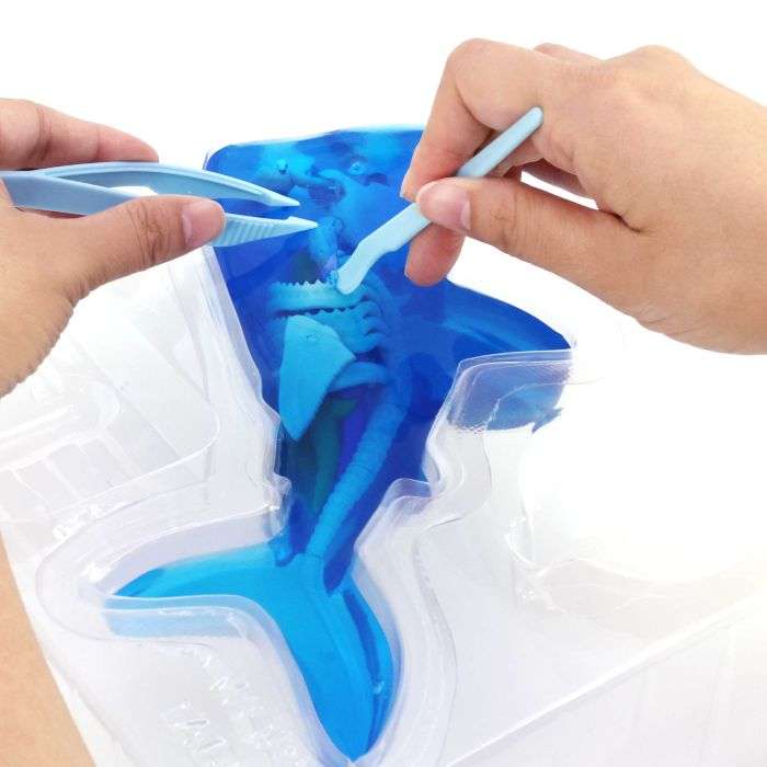 Dissect It Shark Kit