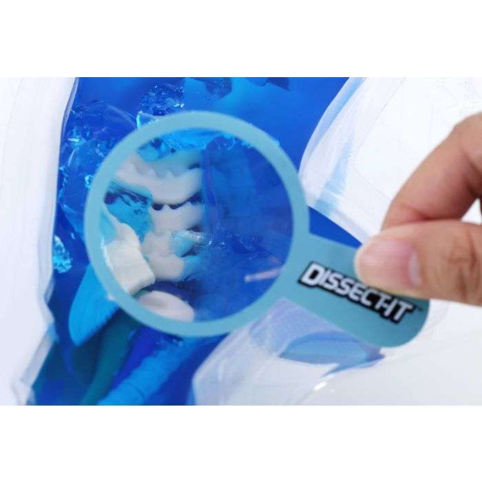 Dissect It Shark Kit