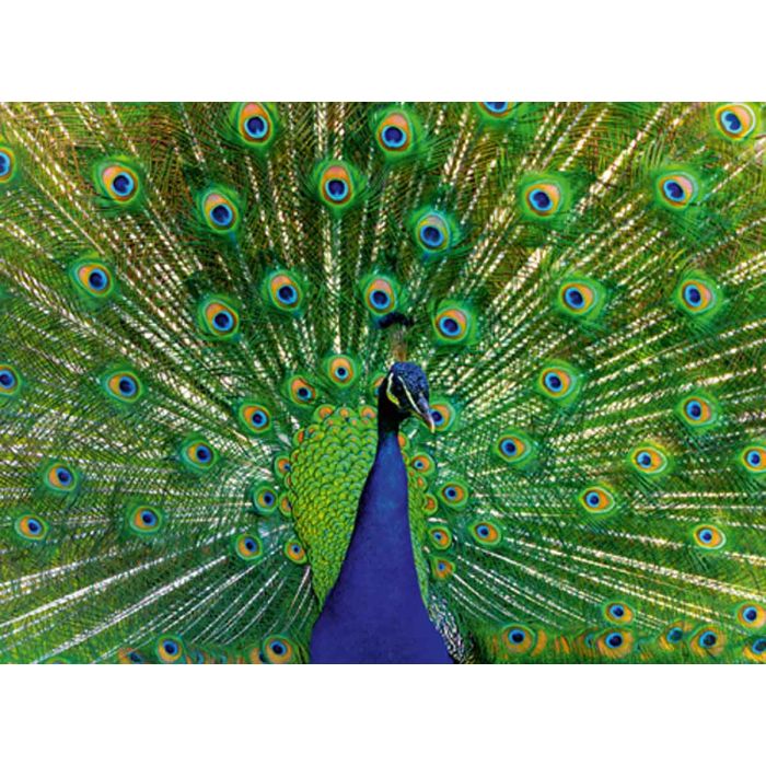 Ravensburger 500pc Puzzle Peacock